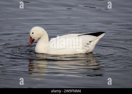 Snow goose or Chen caerulescens swimming in Green Valley Lake in Payson, Arizona. Stock Photo
