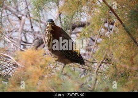 Green heron or Butorides virescens perching in a tree at the Riparian water ranch in Arizona. Stock Photo