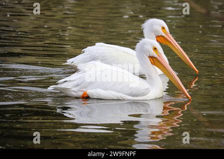 Pair of American white pelicans or Pelecanus erythrorhynchos swimming at the Riparian water ranch in Arizona. Stock Photo