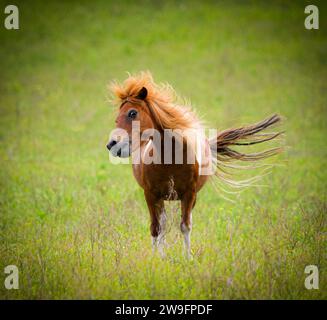 Mini or miniature horse smiling or flirting with fluffy hair mane and tail waving.  Adorable, funny, cute facial expression in fresh green meadow, fie Stock Photo