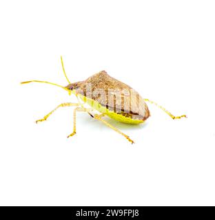 Young Euschistus obscurus - the pale lined stink bug, is a species in the family Pentatomidae. Yellow lime green and brown colors. Isolated on white b Stock Photo