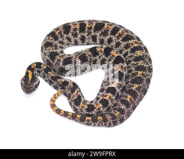 Dusky Pigmy or Pygmy Rattlesnake - Sisturus miliarius barbouri - Isolated on white background top dorsal view from above Stock Photo