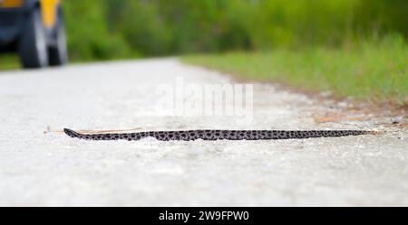 Beautiful dusky Pygmy or pigmy rattler or rattlesnake -  Sistrurus miliarius barbouri - crossing limestone rock road in a remote north Florida forest, Stock Photo