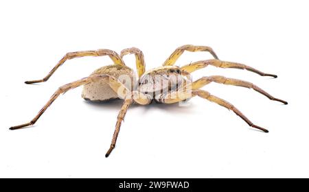 Big beautiful female wolf spider Tigrosa annexa is a species of wolf spider in the family Lycosidae. It is found in the United States isolated on whit Stock Photo