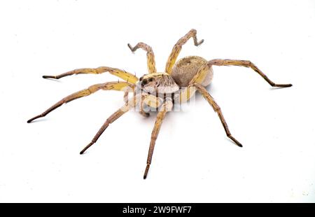 Big beautiful female wolf spider Tigrosa annexa is a species of wolf spider in the family Lycosidae. It is found in the United States isolated on whit Stock Photo