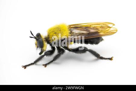 Beautiful robber fly - Laphria virginica - a bumble bee mimic species that preys on bugs and insects. Found in Woodlands, pine or mixed pine deciduous Stock Photo