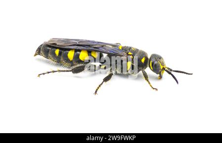 Myzinum obscurum is a species of wasp in the family Thynnidae. Female with large abdomen shiny black with yellow spots isolated on white background, s Stock Photo