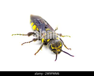 Myzinum obscurum is a species of wasp in the family Thynnidae. Female with large abdomen shiny black with yellow spots isolated on white background, f Stock Photo