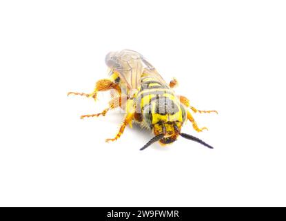 Large black and yellow wasp - Myzinum maculatum - female in great detail throughout isolated on white background. This species is used as a biological Stock Photo