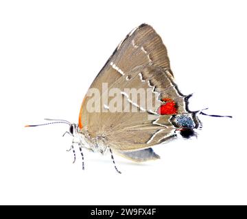 White M hairstreak butterfly - Parrhasius m-album - Isolated on white background side profile view Stock Photo