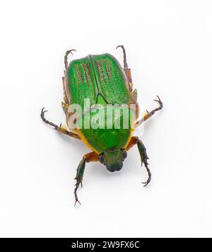 Green scarab beetle - Euphoria limbalis - extreme detail closeup isolated on white background top dorsal view Stock Photo