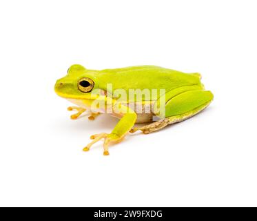 Lime Green wild Squirrel Treefrog - Hyla squirella isolated on white background side profile view Stock Photo