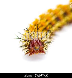 buck moth caterpillar- Hemileuca maia - Saturniidae, the giant silkworm family, poisonous hairs or spines are hollow and connected to poison glands is Stock Photo