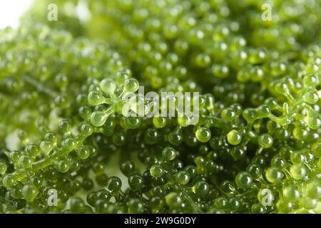 Healthy seaweed as background, closeup Stock Photo