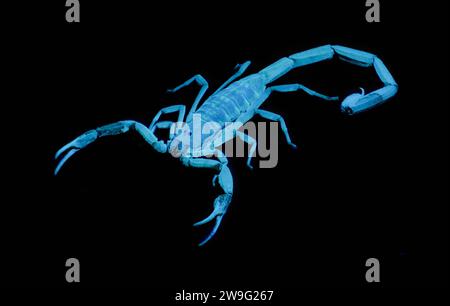 Wild adult Hentz Striped bark Scorpion - Centruroides hentzi - UV ultraviolet black light isolated on black background.  Native of Florida. Stinger an Stock Photo