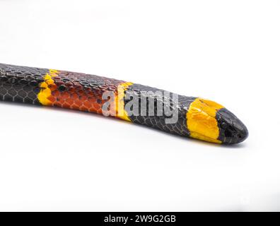 Venomous Eastern coral snake - Micrurus fulvius - close up macro of head, eyes and pattern.  Side view isolated on white background Stock Photo