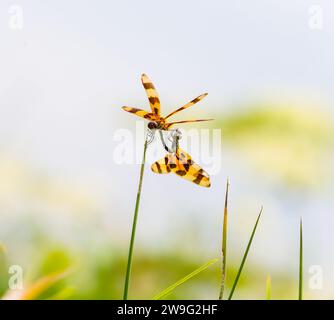 Halloween pennant - Celithemis eponina - two dragonfly paired on water plant with blurred water background Stock Photo