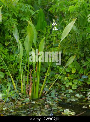 Lance leaf Arrowhead - Sagittaria lancifolia - is commonly found in freshwater marshes and swamps and along streams, ponds, and lakes. This native Flo Stock Photo