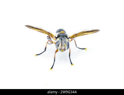 Trichopoda plumipes - a species of bristle fly in the family Tachinidae ...