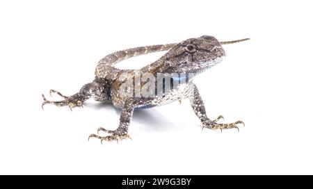 Male eastern fence lizard or swift -Sceloporus undulatus - isolated on white background.  Blue belly and neck visible Stock Photo