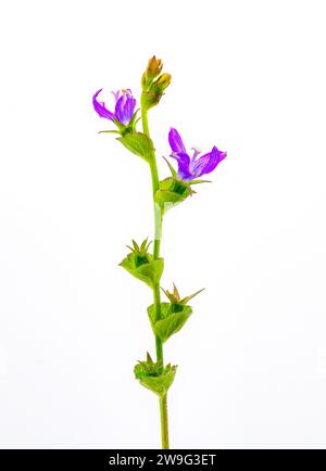 Venus’s Looking Glass - Triodanis perfoliata - Bellflower family, purple flower, green cup shaped leaves isolated on white background Stock Photo