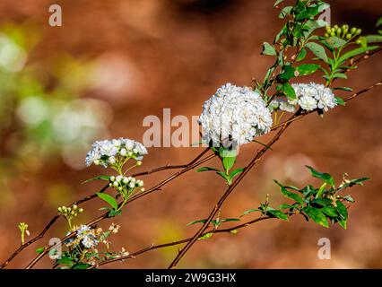 Spiraea cantoniensis, the Reeves spiraea, bridal wreath spirea, double white may, Cape may or may bush an ornamental plant found in gardens pompom lik Stock Photo