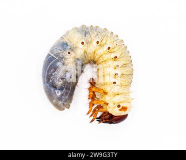 Larval grub worm form of smooth ox beetle - Strategus aloeus - rhinoceros beetle in United States.  isolated on white background Stock Photo