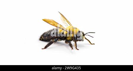 Male Eastern carpenter bee - Xylocopa virginica - side profile view.  Isolated cutout on white background Stock Photo