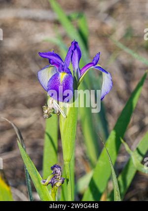 Iris virginica - Virginia , great, southern blue flag or iris. Bright blue purple color petals on flower, bloom or blossom with yellow interior Stock Photo