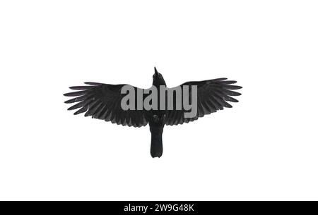 American crow - Corvus brachyrhynchos - flying overhead viewed from below. Wing spread, isolated cutout on white background Stock Photo