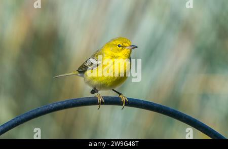 Adult male pine warbler - Setophaga pinus -in bright lemon yellow breeding colors, perched on top of bird feeder bar Stock Photo