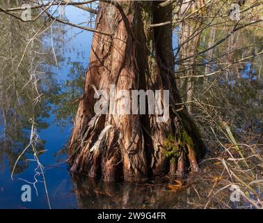 Bald cypress tree - Taxodium distichum - close up of bottom lower area growing in tannin stained murky water.  Interesting flaky bark Stock Photo