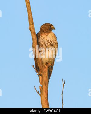Wild Red tailed hawk - Buteo jamaicensis - juvenile perched on dead tree snag while hunting in North Florida Stock Photo