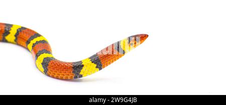 Wild scarlet kingsnake or scarlet milk snake - Lampropeltis elapsoides - close up side profile view of head Stock Photo