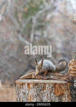 A squirrel sits on a stump and eats nuts in autumn. Eurasian red squirrel, Sciurus vulgaris Stock Photo