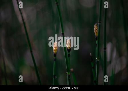 Two small yellow flower buds on a green stem in a garden setting Stock Photo
