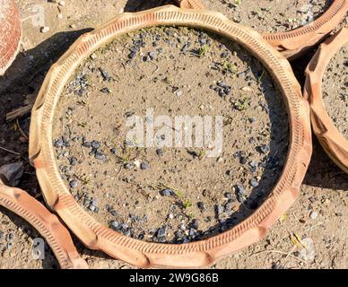 Fresh green spinach seed sprouts in clay pot Stock Photo
