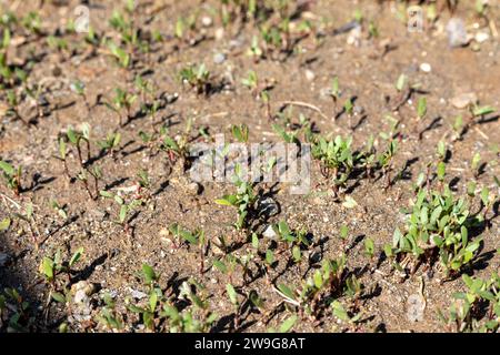 Fenugreek (Trigonella foenum-graecum) small plants closeup Stock Photo