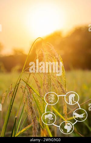 Tourism and agricultural learning resources, Rice plant with sunrise or sunset and flare over the sun in moning light Stock Photo