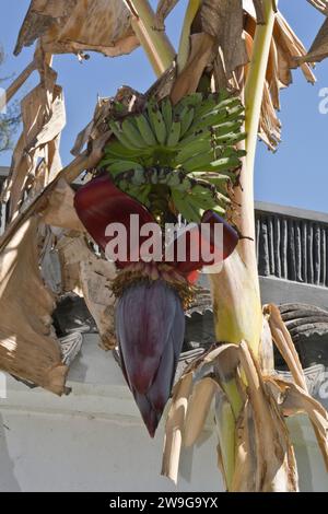 A tropical banana tree hanging with a large flowers with a cluster of green bananas grown in a garden Stock Photo