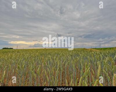 This image presents a striking contrast between the amber-tinted wheat field in the foreground and the brooding, textured sky above. The horizon is nearly at the midpoint of the frame, offering a balanced view between land and sky. A distant tree line and faint glow of sunlight provide a backdrop that hints at the vastness of the landscape. The clouds are heavy and dramatic, suggesting an imminent downpour that may soon drench the ripening crops. Amber Waves and Brooding Skies. High quality photo Stock Photo