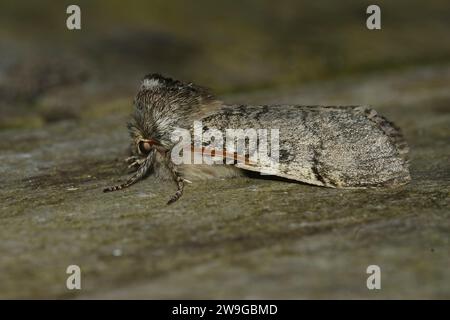 Detailed closeup on the Yellow Horned owlet moth, Achlya flavicornis sitting on wood Stock Photo