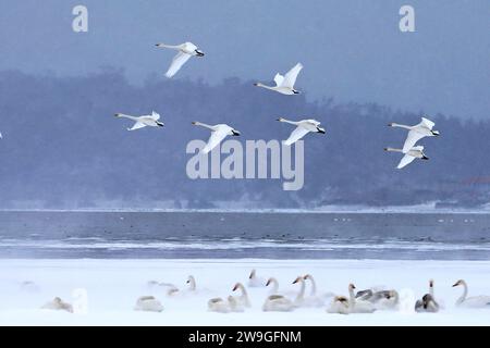 Beijing, China's Shandong Province. 16th Dec, 2023. Whooper swans are pictured at a reserve in Rongcheng, east China's Shandong Province, Dec. 16, 2023. A rendezvous with snow refreshes the landscapes as winter leaves its steps in most parts of China. Credit: Wang Fudong/Xinhua/Alamy Live News Stock Photo