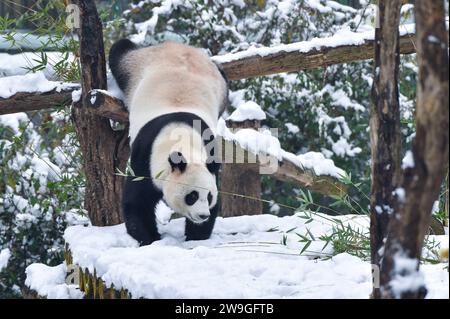 Beijing, China's Jiangsu Province. 19th Dec, 2023. A giant panda has fun in the snow at Hongshan Forest Zoo in Nanjing, capital city of east China's Jiangsu Province, Dec. 19, 2023. A rendezvous with snow refreshes the landscapes as winter leaves its steps in most parts of China. Credit: Fang Dongxu/Xinhua/Alamy Live News Stock Photo