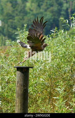 A hawk majestically gliding in the sky above a lush green forest. Stock Photo