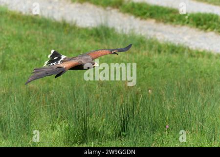 A hawk majestically gliding in the sky above a lush green forest. Stock Photo