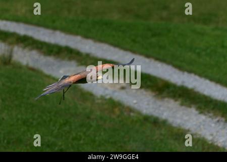 A hawk majestically gliding in the sky above a lush green forest. Stock Photo