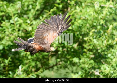 A hawk majestically gliding in the sky above a lush green forest. Stock Photo