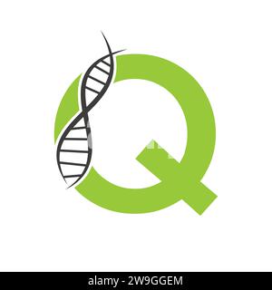 DNA Logo On Letter Q Vector Template For Healthcare Sign Stock Vector