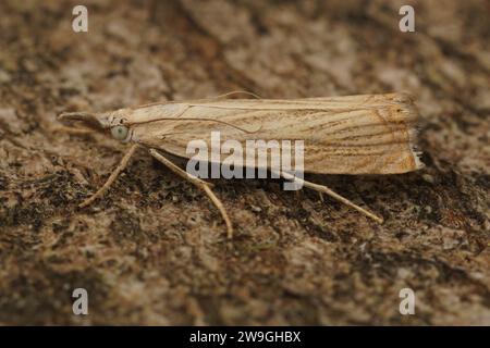 Detailed closeup on the common grass veneer crambid micro moth, Chrysoteuchia culmella sitting on wood Stock Photo